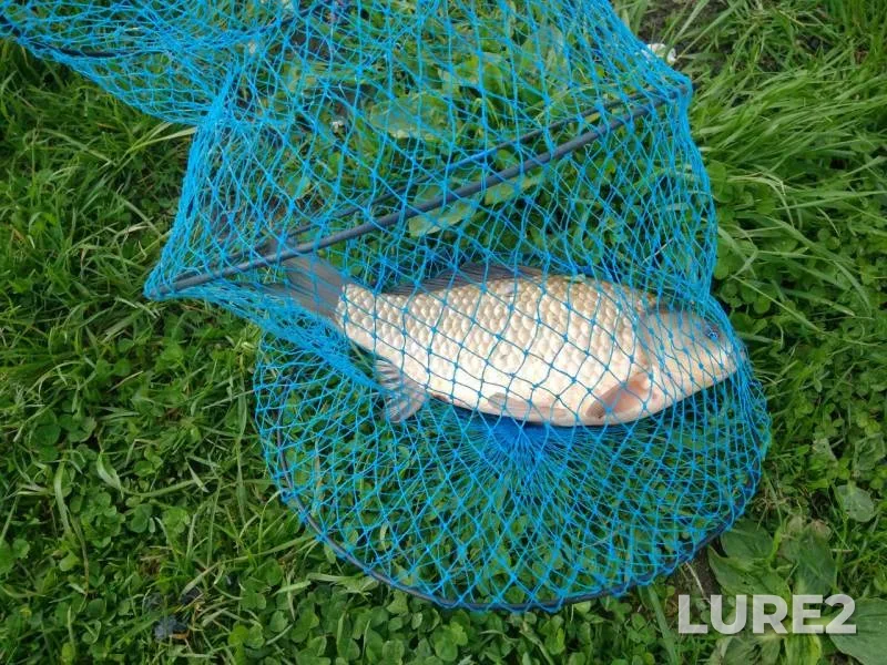 Crucian carp — Severka, May 28, 2017