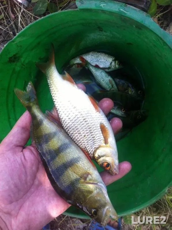 Perch, Roach — Krasnodarskiy kray, Krymskiy rayon, Jun 13, 2017