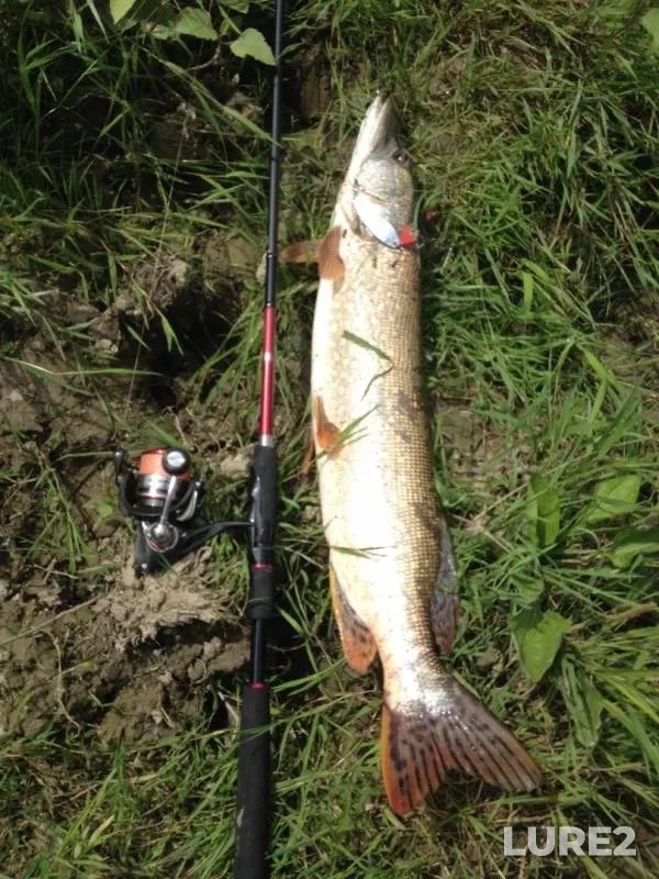 Pike — Tisa, Sep 21, 2019
