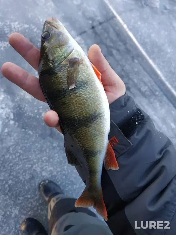 Perch, Pike — Chereyskoye, Dec 07, 2018