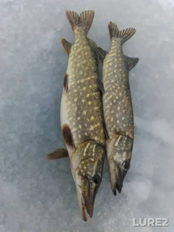 Pike — Lyubanskoye, Dec 29, 2018