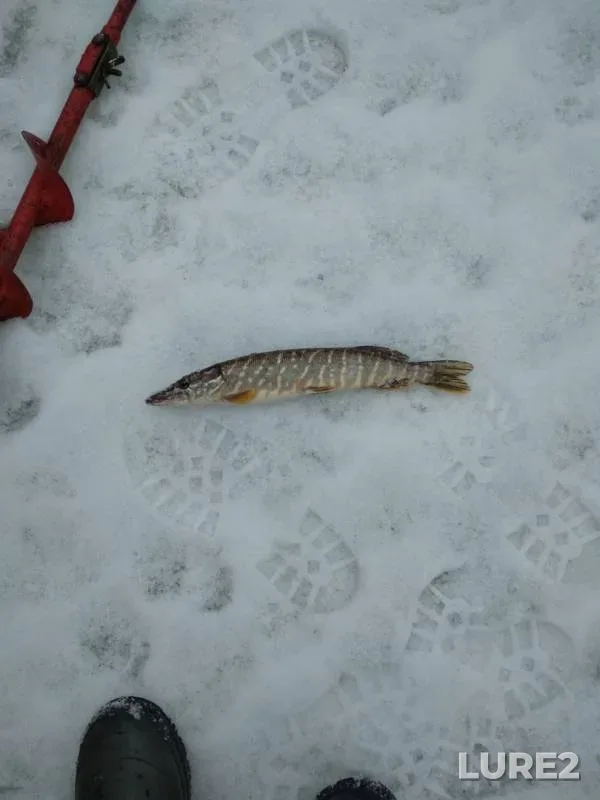 Pike — Krayshchanka, Feb 09, 2019