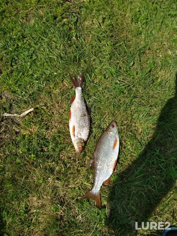 Roach — Berezina, May 13, 2019