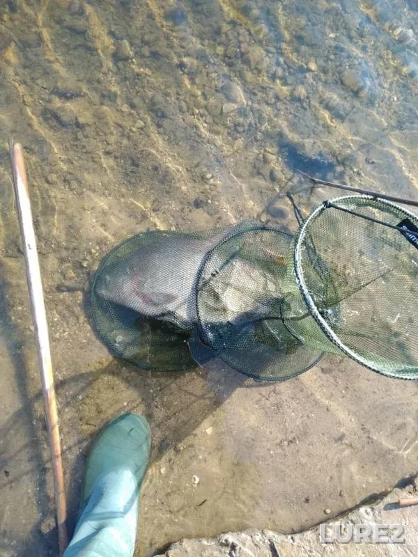 Bream — Vyacha, May 15, 2019