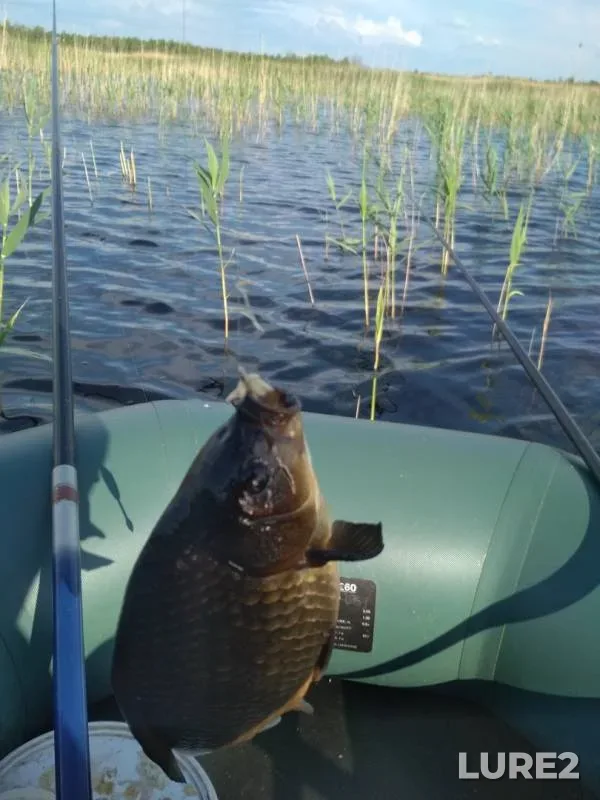 Crucian carp — Chervonoye, May 27, 2019