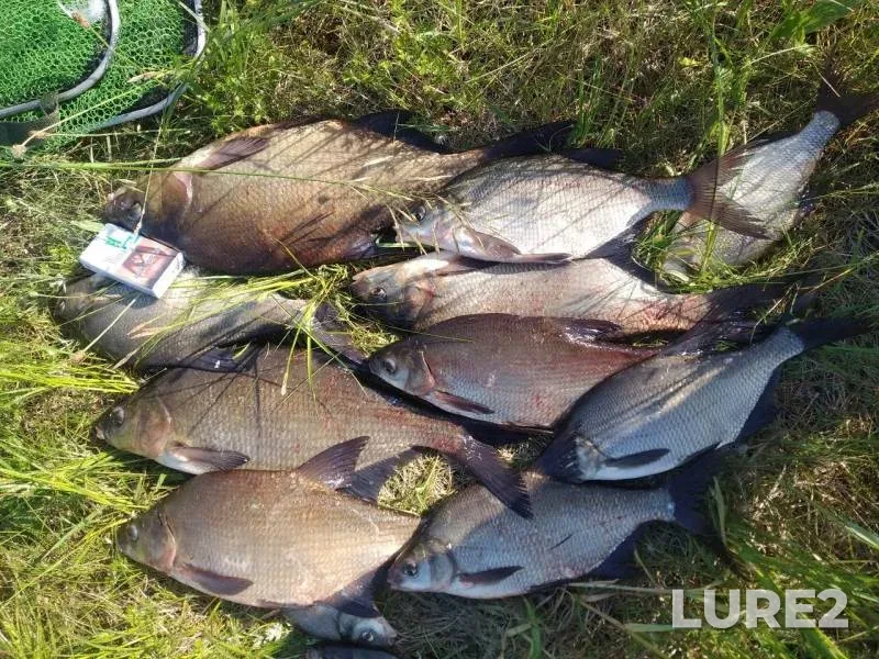 Bream — Iliya, Jun 08, 2019