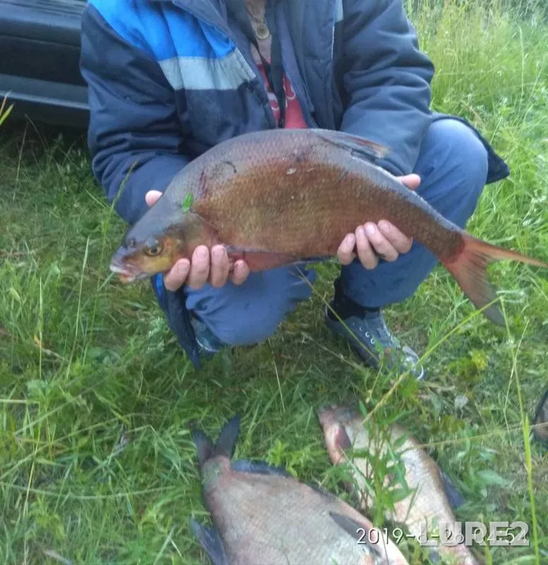 Bream — Krinitsa, Jun 28, 2019
