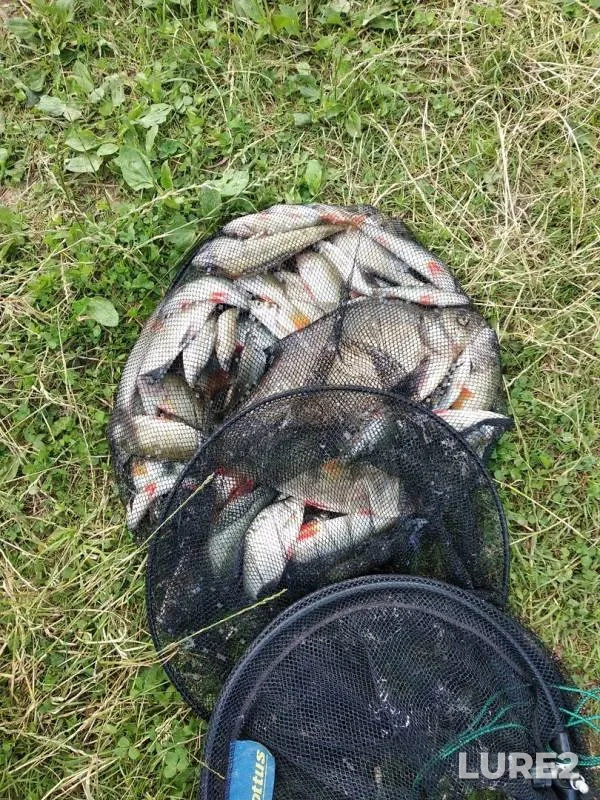 Bream, Perch — Petrovichskoye, Jul 07, 2019