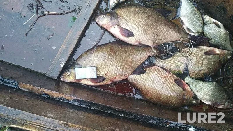 Bream — Asnitsy, Aug 07, 2019