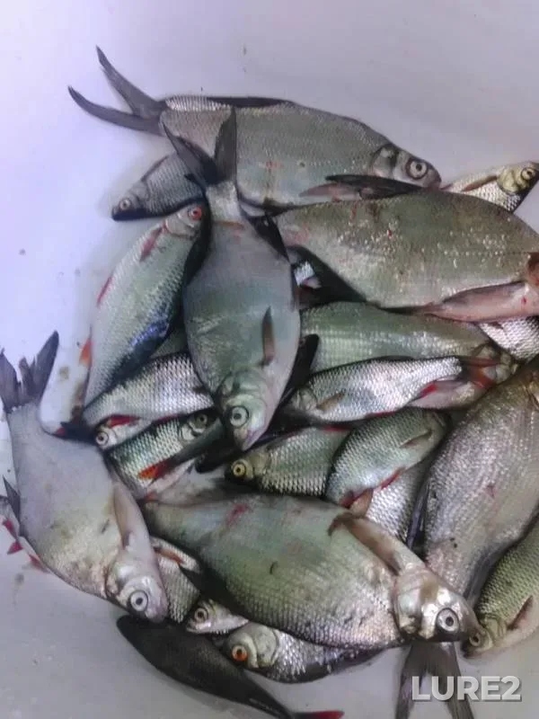 Bream, Roach — Soligorskoye, Aug 25, 2019