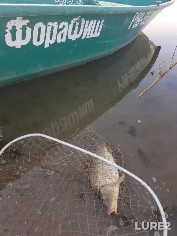 Carp — Buzan, Jul 08, 2019