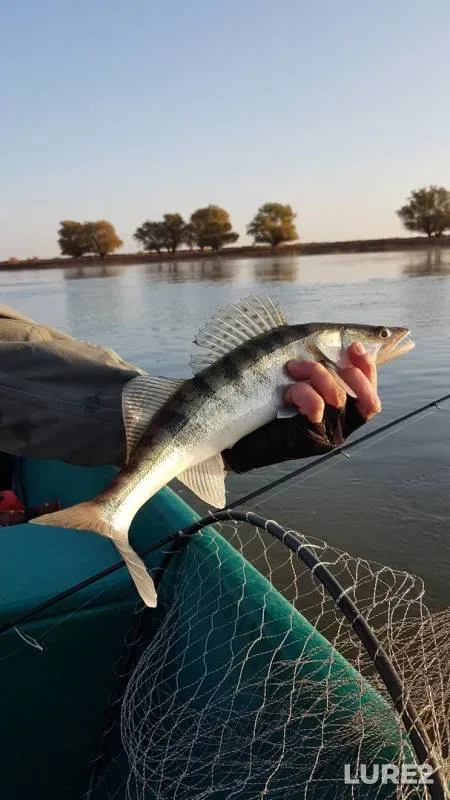 Zander — Astrakhanskaya oblast, Volodarskiy rayon, Oct 21, 2019