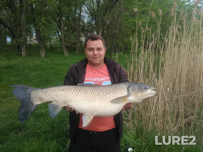 Bream, Roach — Novotroitskoye, Jan 02, 2015