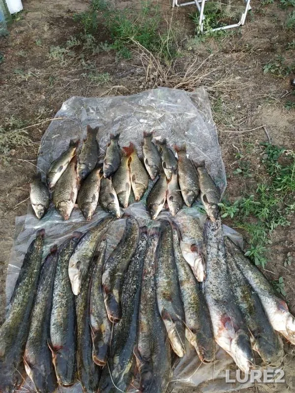 Wels catfish, Perch — Akhtuba, Sep 02, 2019