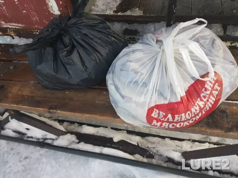Perch, Roach — Pskovskaya oblast, Gdovskiy rayon, Feb 14, 2019