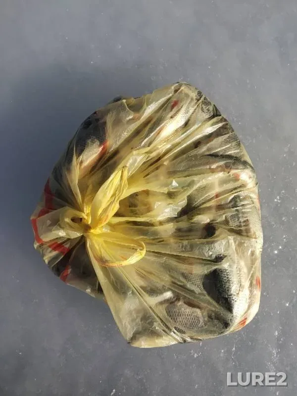 Roach — Pskovskaya oblast, Gdovskiy rayon, Feb 17, 2019