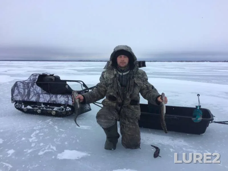 Burbot — Pskovskaya oblast, Gdovskiy rayon, Feb 24, 2019