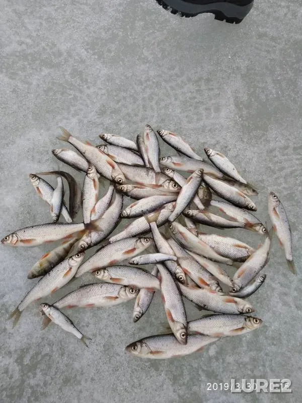 Perch — Ust-Strelina, Mar 30, 2019