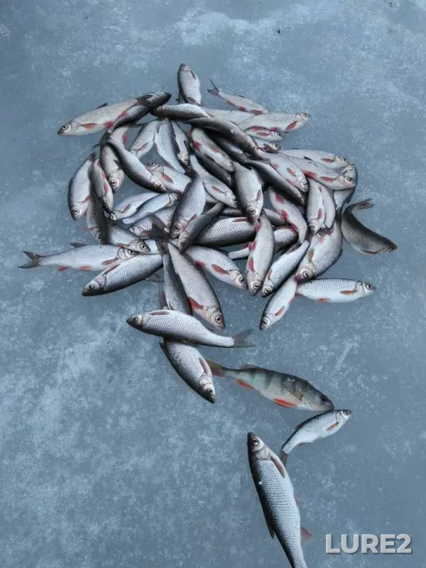 Perch — Tom, Mar 30, 2019