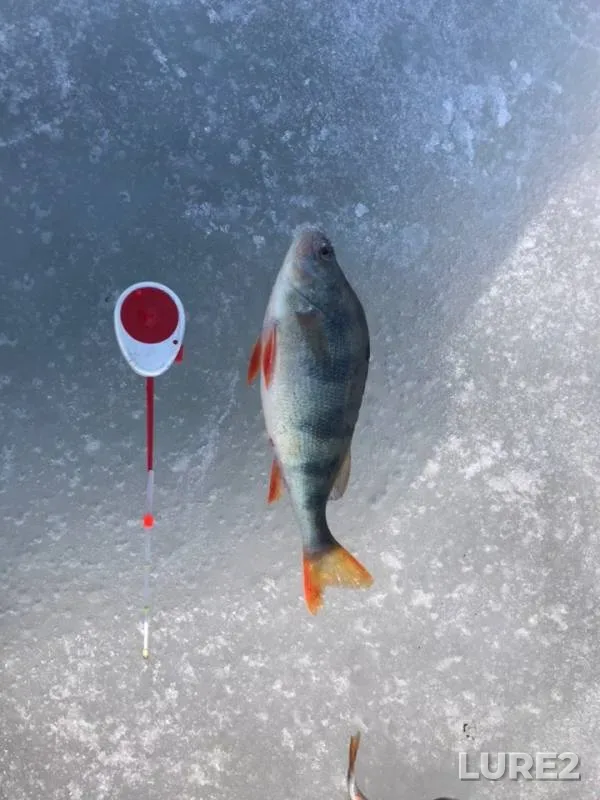 Perch — Severnaya Unga, Apr 01, 2019