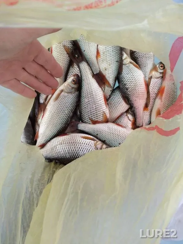 Roach — Beryozovskoye, Apr 04, 2019