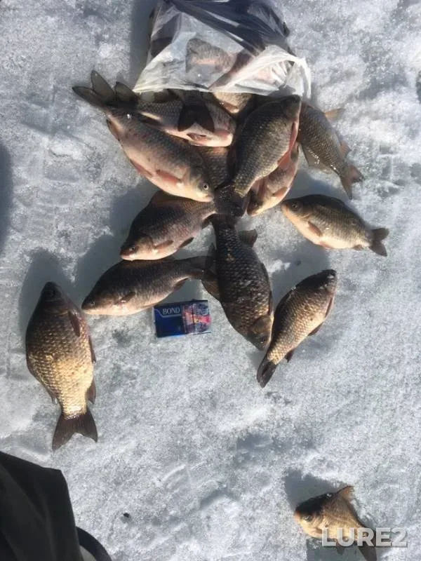 Crucian carp — Kemerovskaya oblast, Apr 07, 2019
