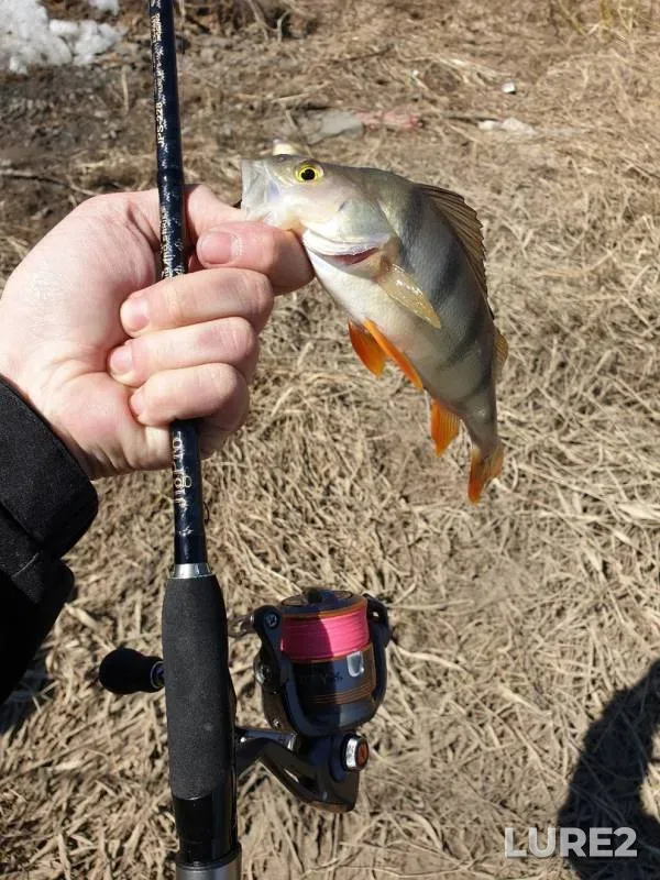 Perch — Tom, Apr 23, 2019