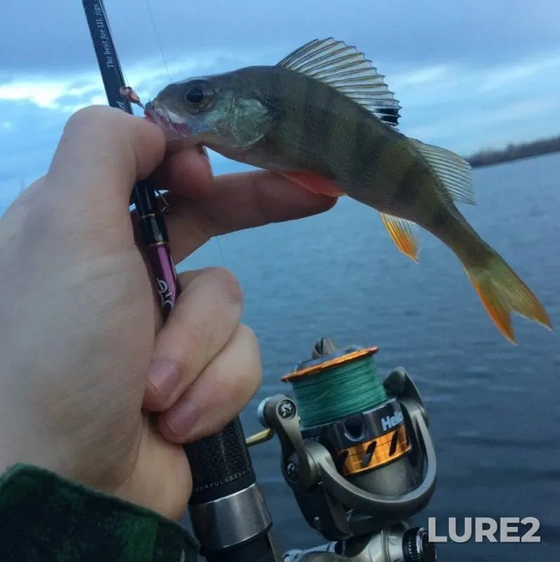 Perch — Kemerovskaya oblast, May 02, 2019