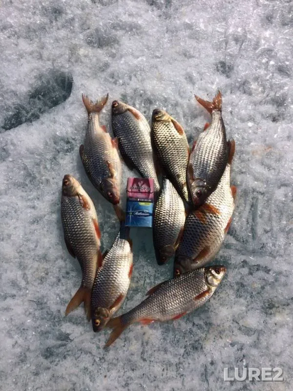 Perch, Roach — Bolshoye, May 03, 2019