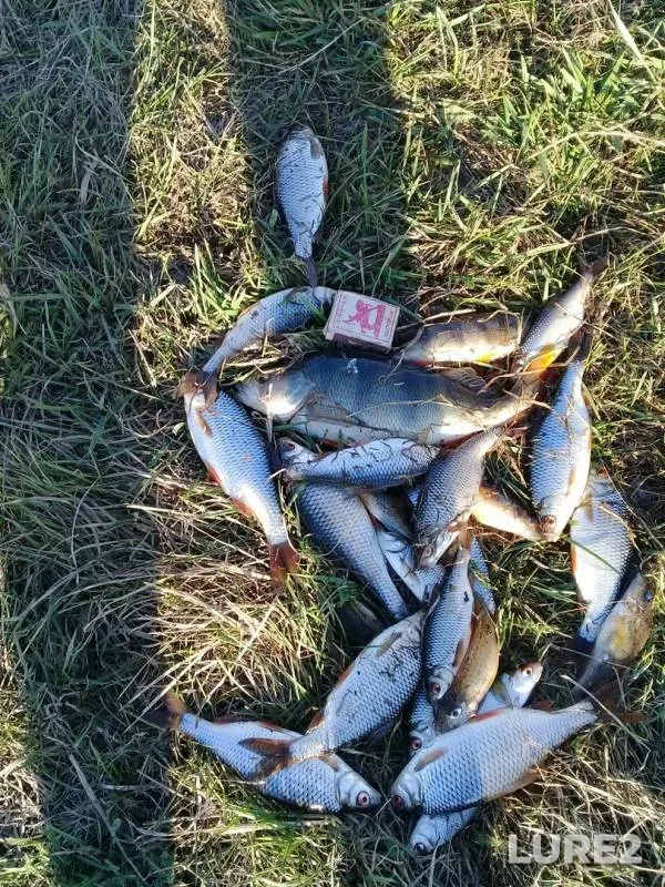 Perch, Roach — Tom, May 05, 2019