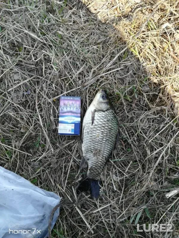 Crucian carp — Tom, May 05, 2019