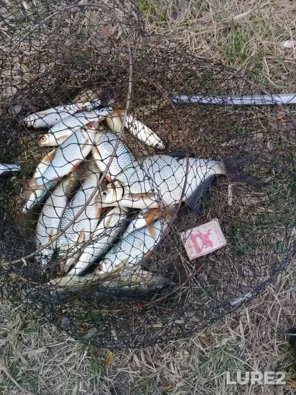 Bream, Roach — Tom, May 06, 2019