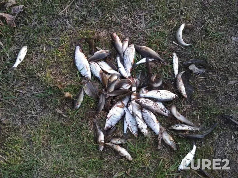 Roach — Uskat, May 09, 2019