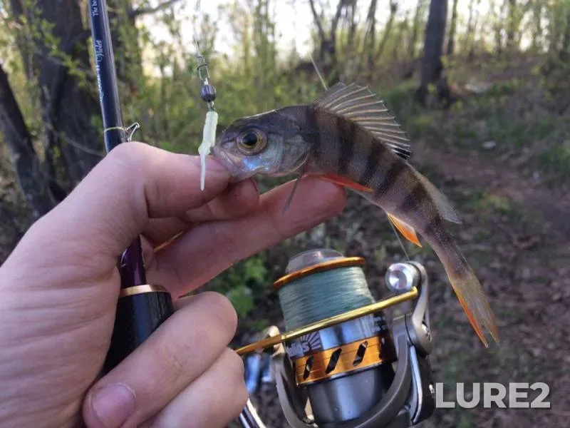 Perch — Kemerovskaya oblast, May 10, 2019