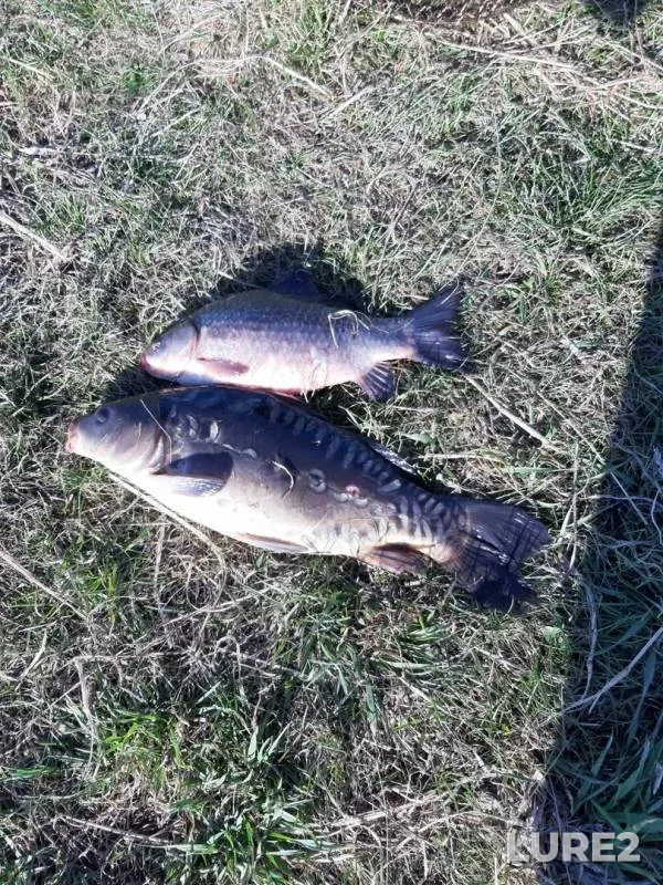 Carp, Crucian carp — Nizhnyaya Chernoushka, May 11, 2019