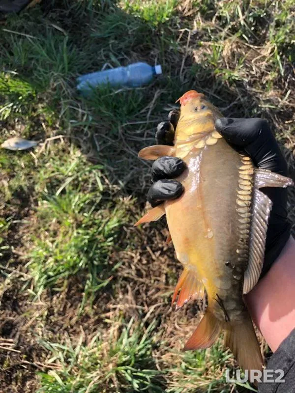 Carp — Kemerovskaya oblast, May 12, 2019