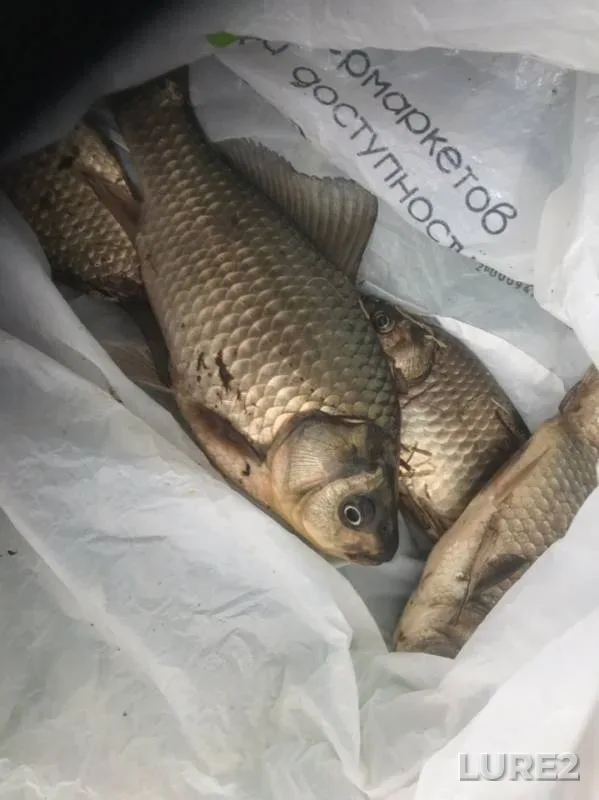 Crucian carp — Kemerovskaya oblast, May 12, 2019