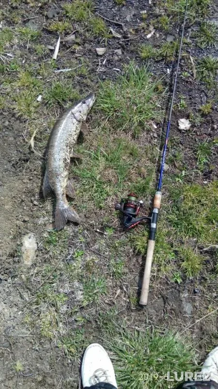 Pike — Severnaya Unga, May 15, 2019