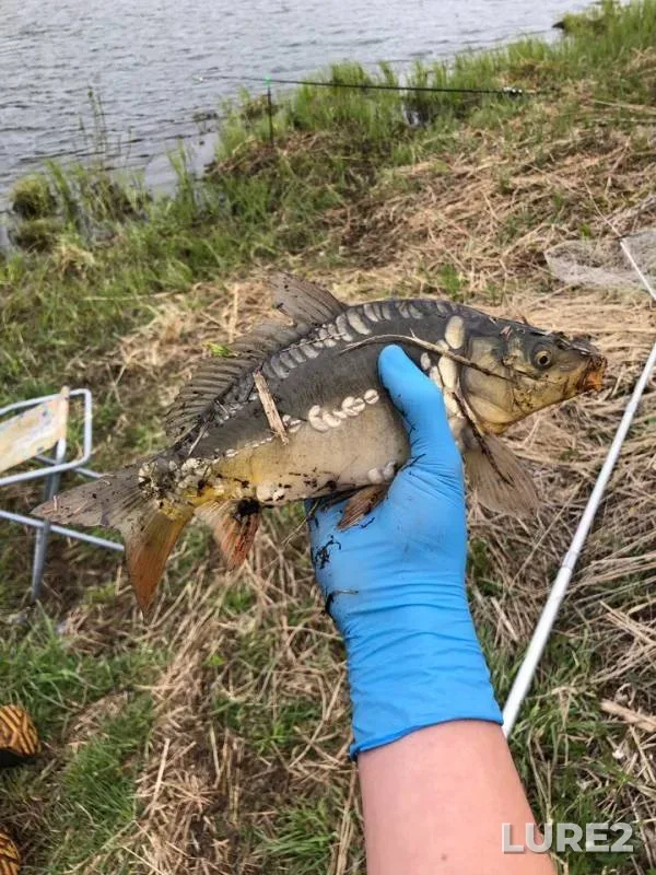 Carp — Kemerovskaya oblast, May 18, 2019