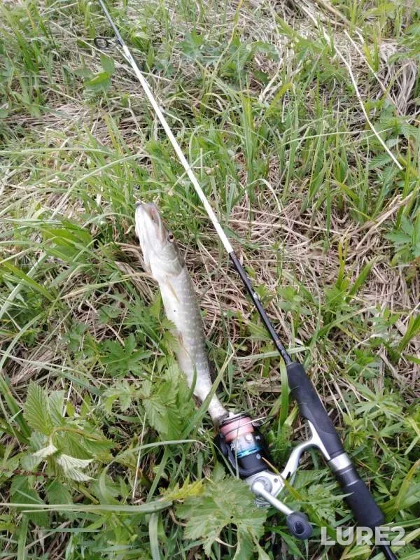 Perch, Pike — Kemerovskaya oblast, Jun 01, 2019