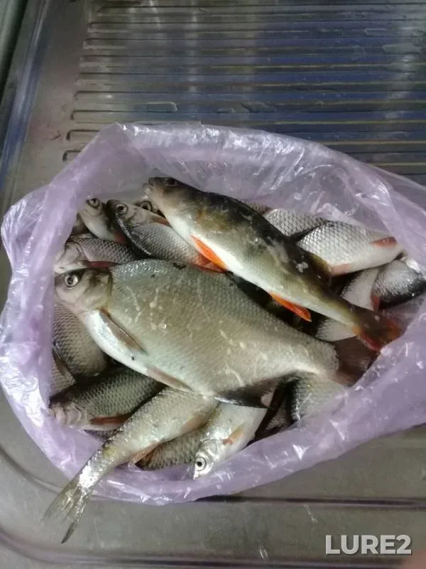 Bream, Perch — Tom, Jun 03, 2019