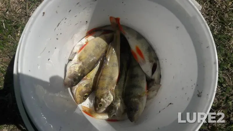 Perch — Ur, Jun 03, 2019