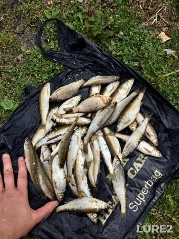 Crucian carp — Kuro-Iskitim, Jun 04, 2019