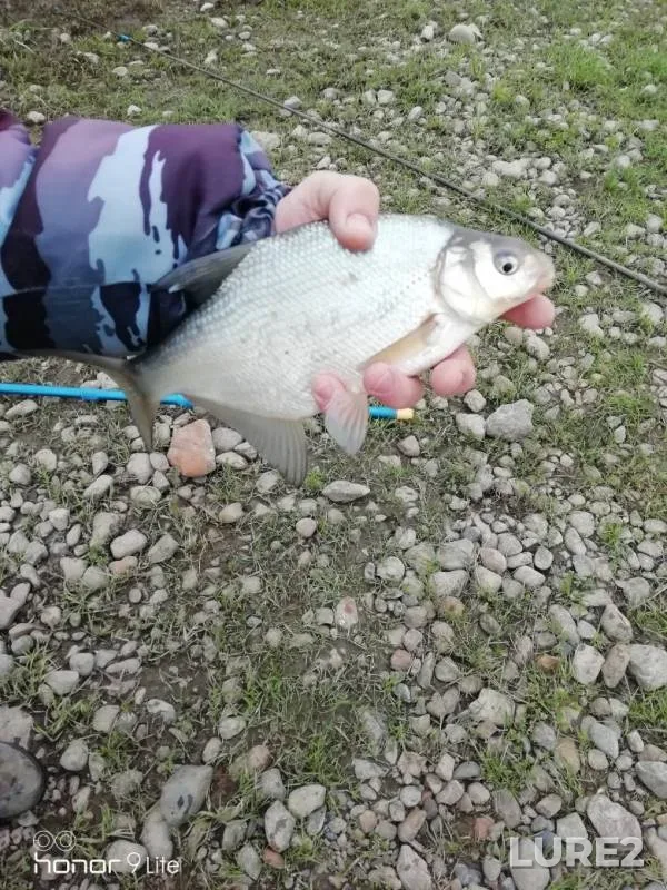 Bream — Tom, Jun 06, 2019