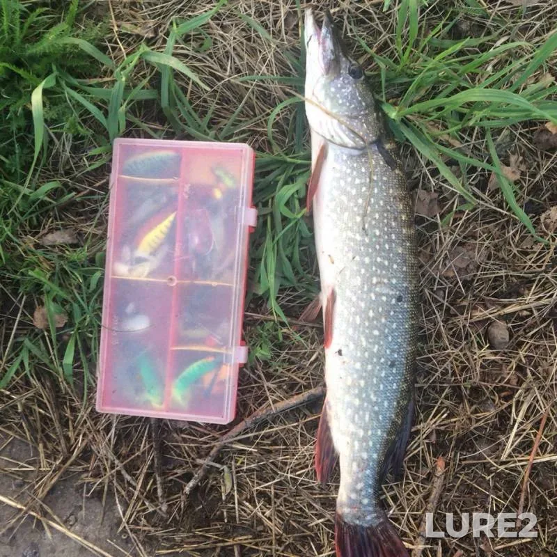 Pike — Kemerovskaya oblast, Jun 07, 2019