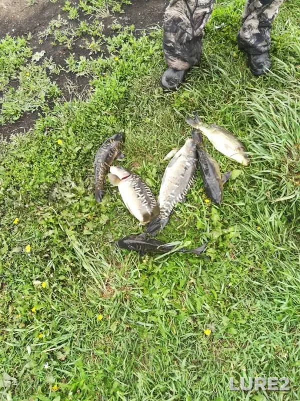 Carp — Nizhnyaya Chernoushka, Jun 08, 2019