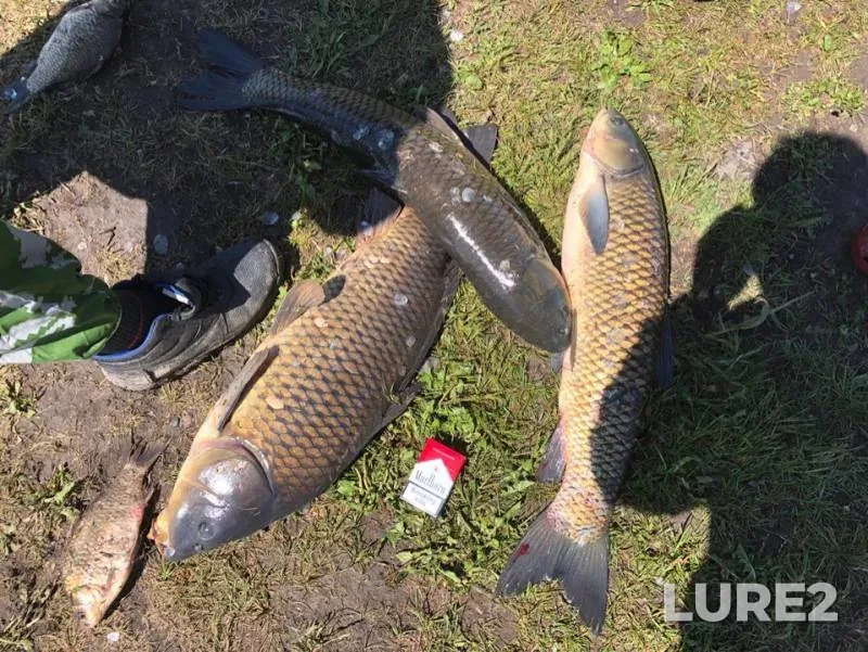 Carp — Dalniy Karmak, Jun 08, 2019