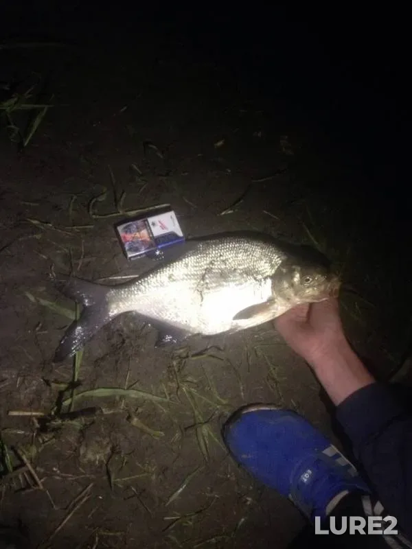 Bream, Ide — Tom, Jun 09, 2019