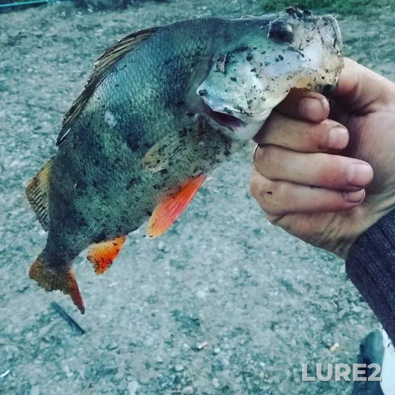 Perch — Platnyy prud Konovalovo., Jun 10, 2019