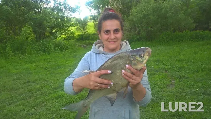 Bream — Unga, Jun 11, 2019